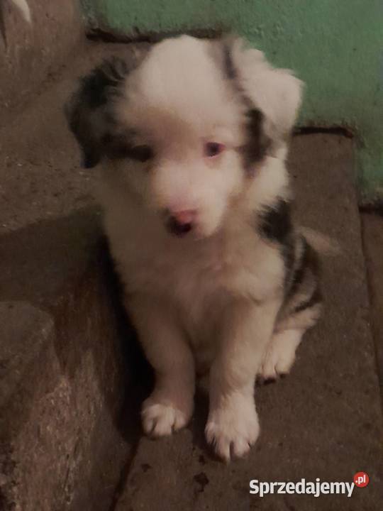 Szczeniak border collie Skoczów