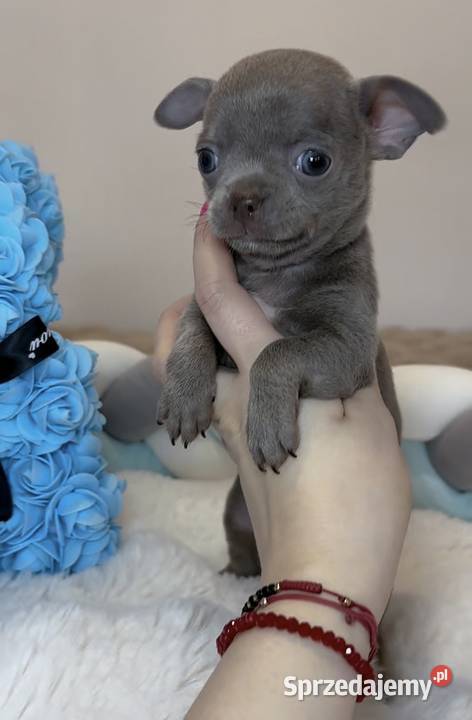 Chihuahua mini piesek krótkowłosy liliowy mini łódzkie Bełchatów