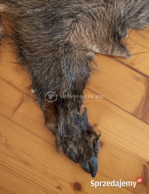 Dzik dekoracyjny skóra z dzika na podłogę skóra małopolskie Szaflary