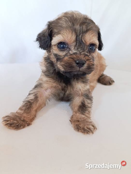 Cavapoo f1b szczenięta opolskie Krapkowice