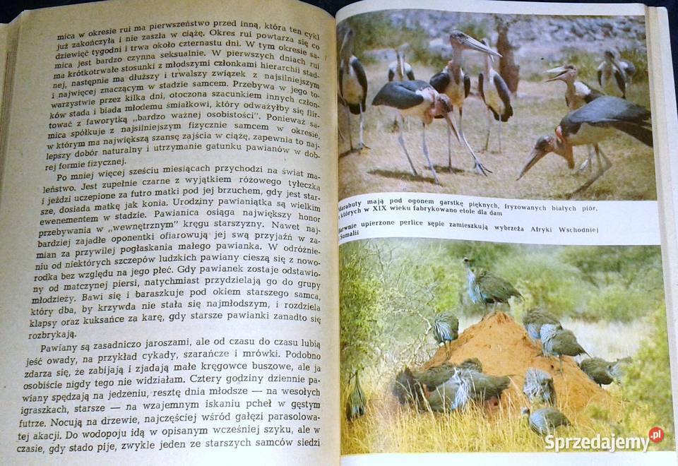 Opowieści z sawanny i buszu Ada Wińcza Chełm