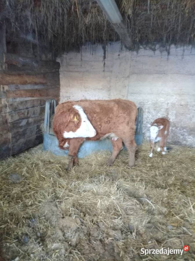 Jałówka z cielakiem Pozostałe podlaskie Lipsk