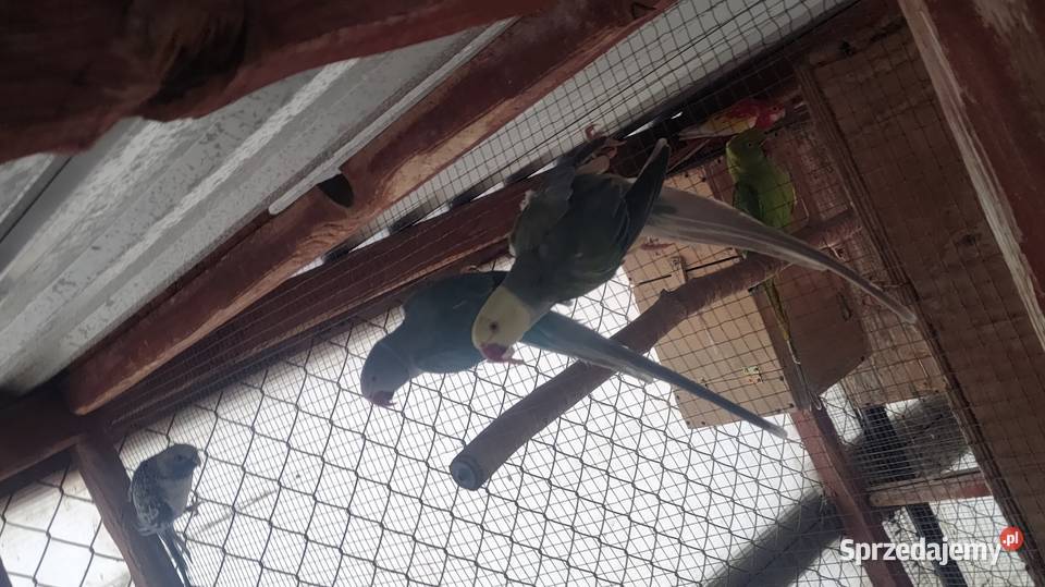 Aleksandretty i inne papugi Laski