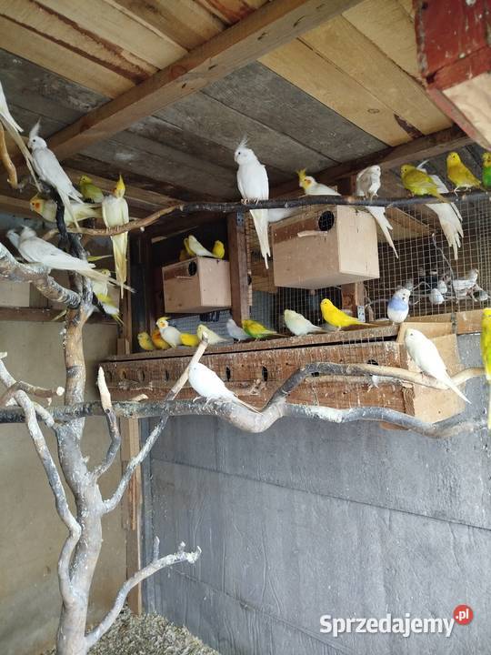 Sprzedam Nimfy Faliste Ptaki Bukowiec