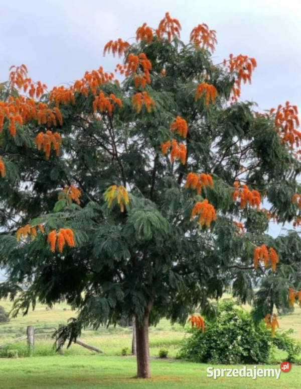 DRZEWO CHWAŁY Colvillea racemosa NASIONA 100g Lubanie