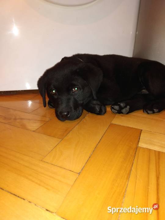 Labrador czarny 3 miesiace Rzeszów