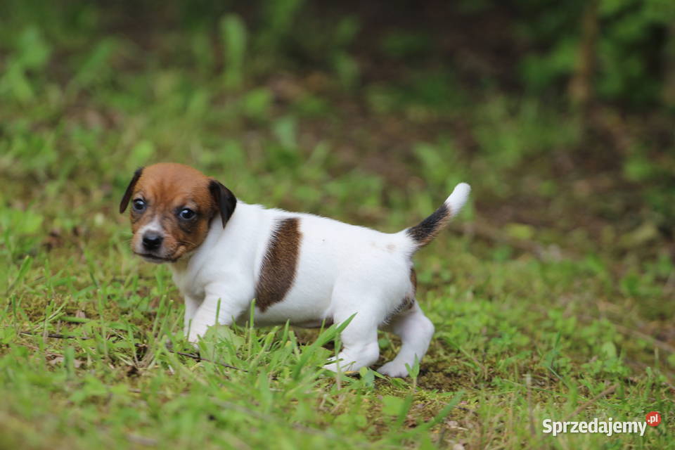 Piesek Jack Russell Terrier krótkowłosy Tarnów