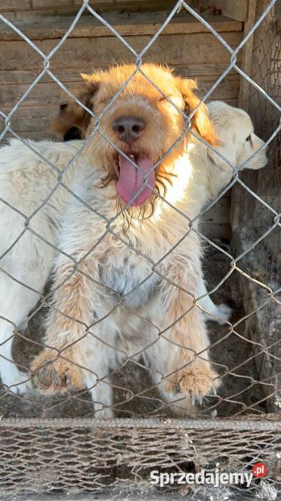 Oddam foxteriera sprzedam