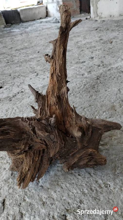 korzeń naturalny ozdobny Leżajsk