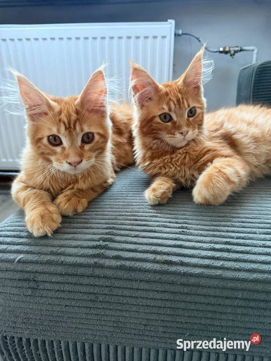 Gandalf Maine Coon Starogard Gdański