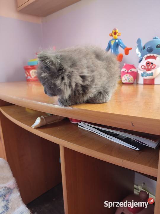 Kot brytyjski długowłosy kocurek Brytyjski podkarpackie Rzeszów sprzedam