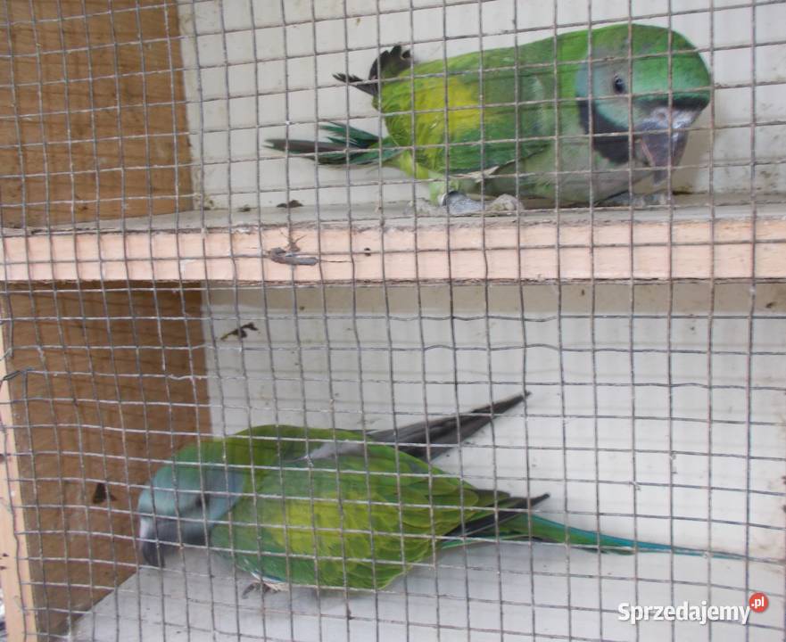 Aleksandretty chińskie Kościan