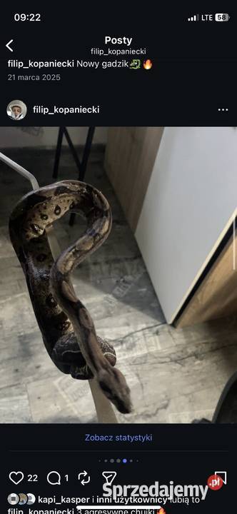 Boa imperator Dębno sprzedam