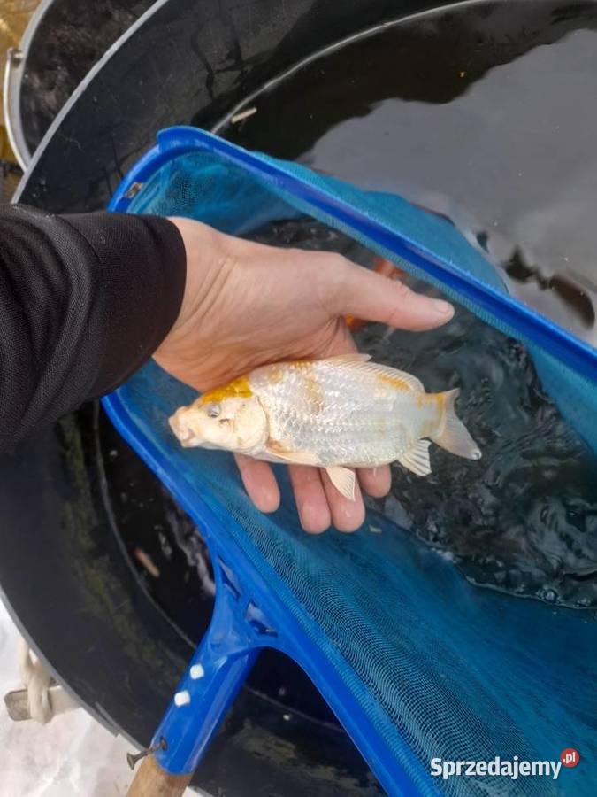 RYBY NARYBEK KARPIA KOI JESIOTR ALBINOS KARAŚ Konin sprzedam