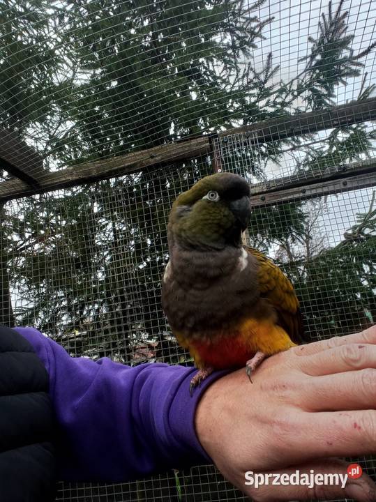 Papugi konury nimfy i inne Brusy