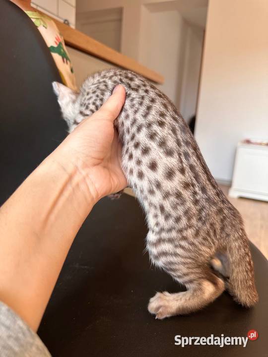 Savannah F5 małopolskie Kraków