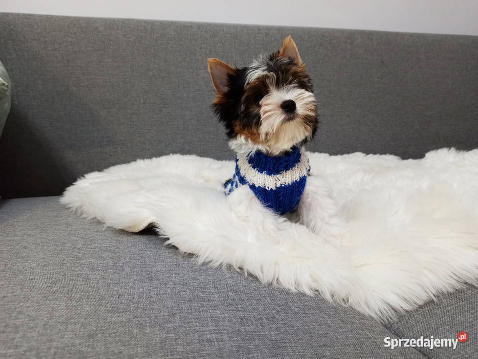 Do odbioru York Biewer 100 Rodowód IHR Czip BEZ Warszawa