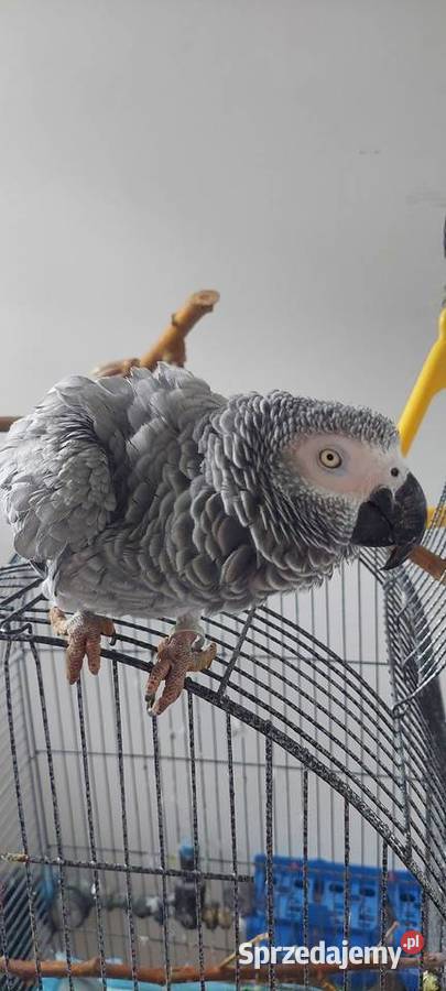 Sprzedam Żako kongijskie 3200 klatka LIMANOWA