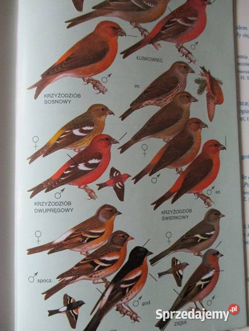 Ptaki przyroda flora fauna natura Łódź