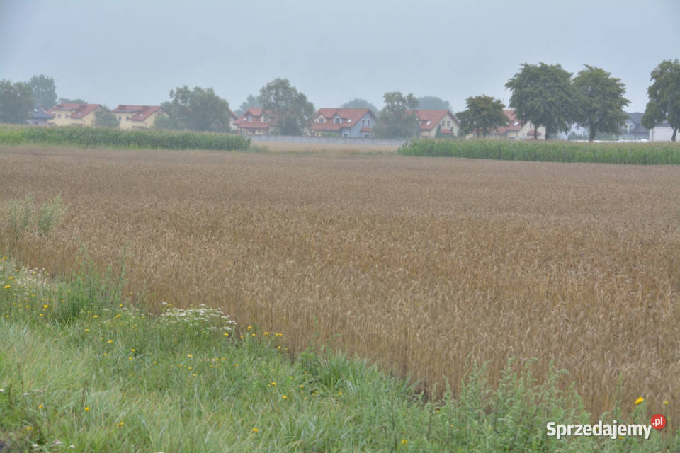 Grunt inwestycy Konarzewo 19498 m2 bezpośrednio 19498m2 Sprzedaż