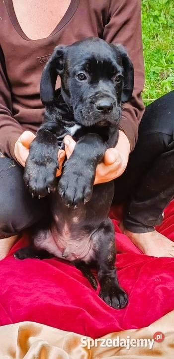 Przepiekny szczeniak Cane Corso Italiano szuka Lębork