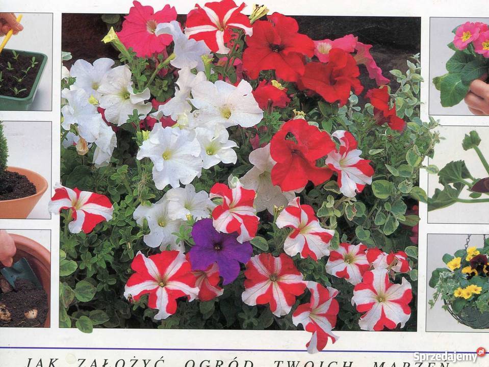 Kwietny ogród założyć ogród twoich marzeń