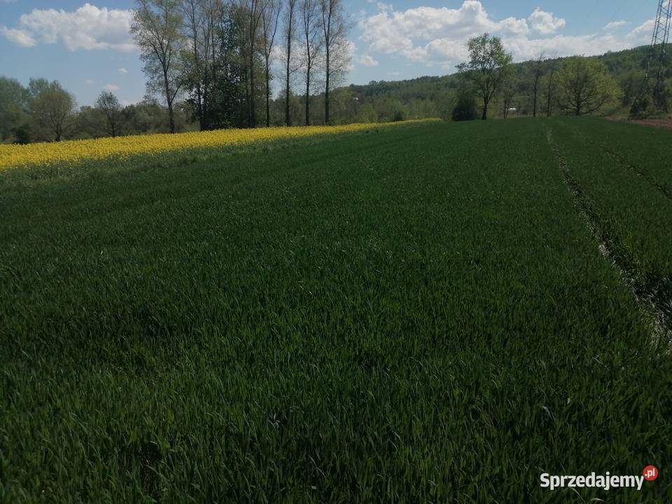 Pszenica Zboża Produkcja roślinna sprzedam