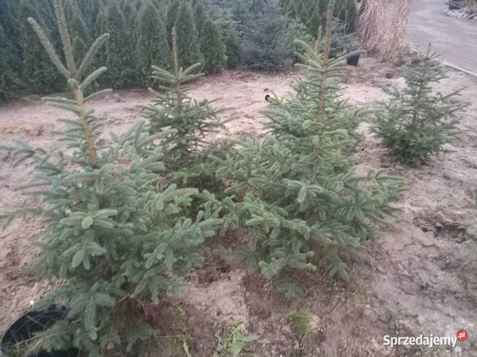 Choinki świerki srebrne Mielec sprzedam