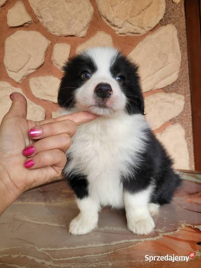 border collie FCI wielkopolskie Krotoszyn