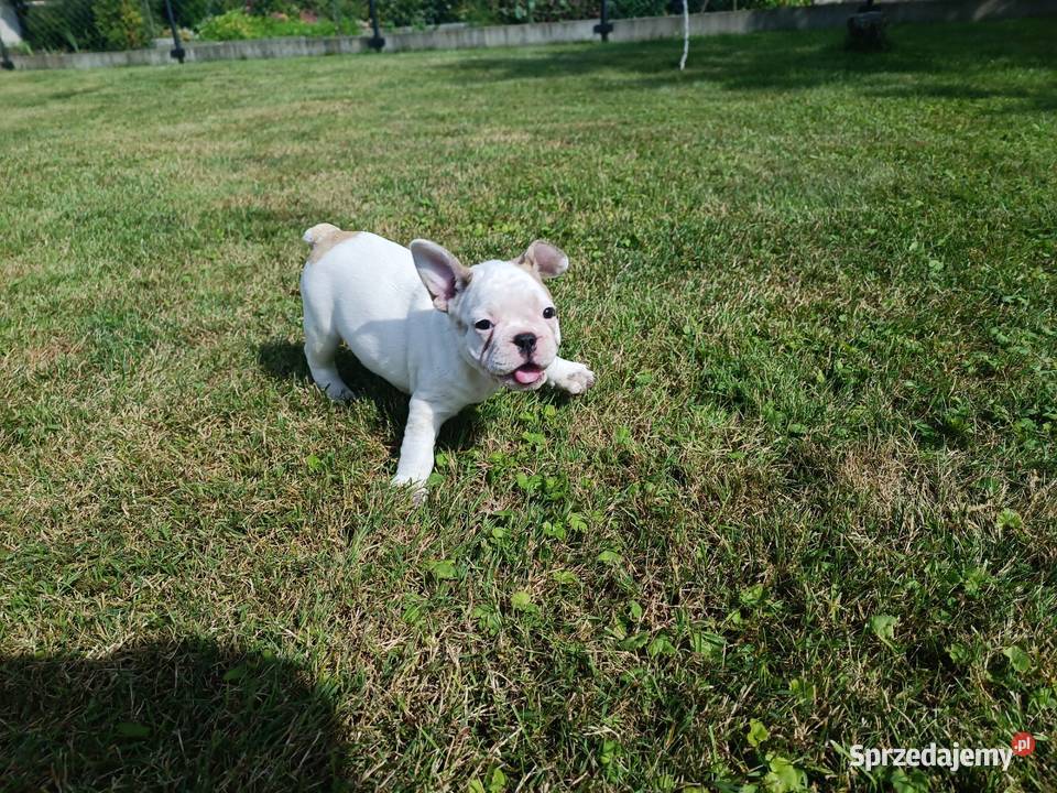 Buldog Francuski szczenięta 9 tyg Stare Bojanowo sprzedam