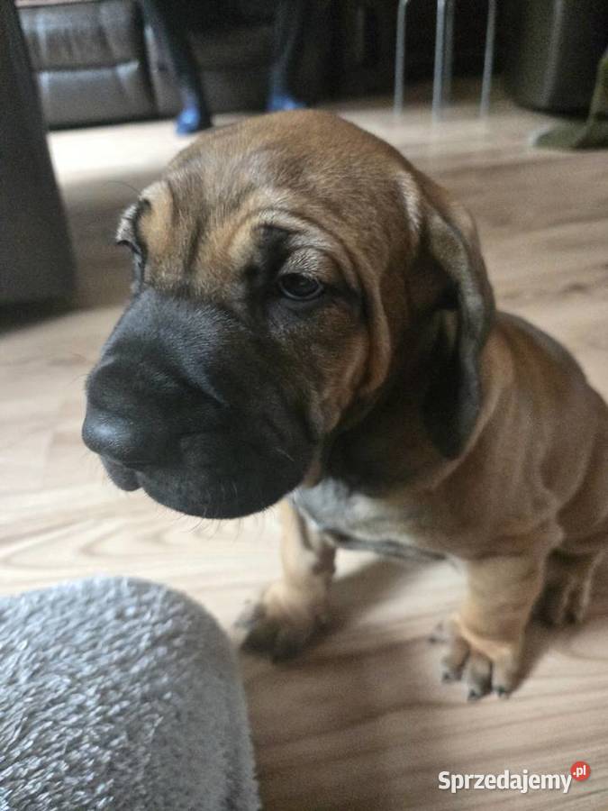 Fila brasileiro złote szczenię piesek sprzedam Resko