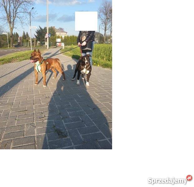 Szczeniaki Amstaff American Staffordshire lubelskie Zamość