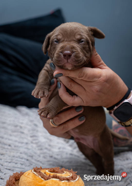 American Bully XL Tarnów