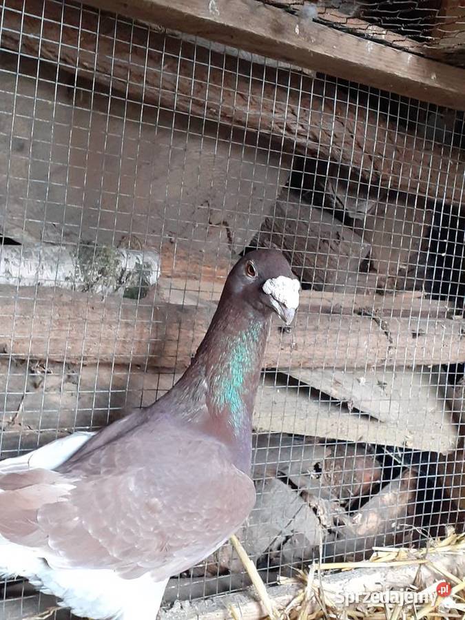 Golebie rzeszowskie kujawsko-pomorskie Osięciny