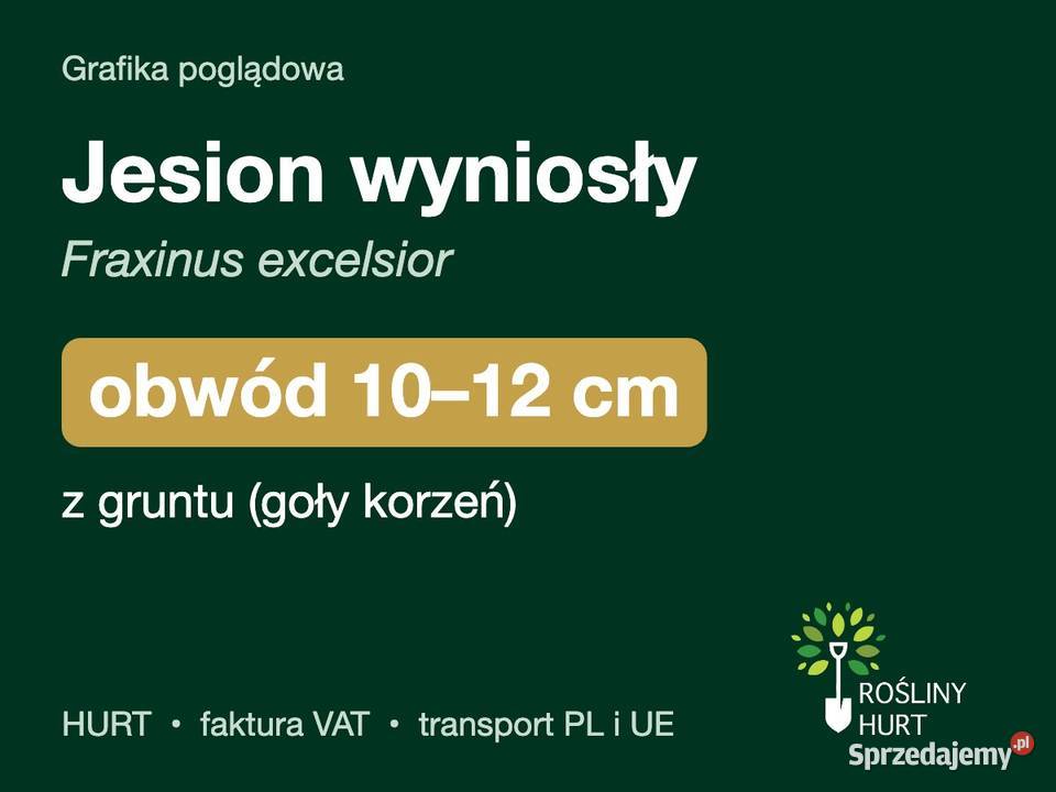 Jesion wyniosły Fraxinus excelsior obwód 1012 z
