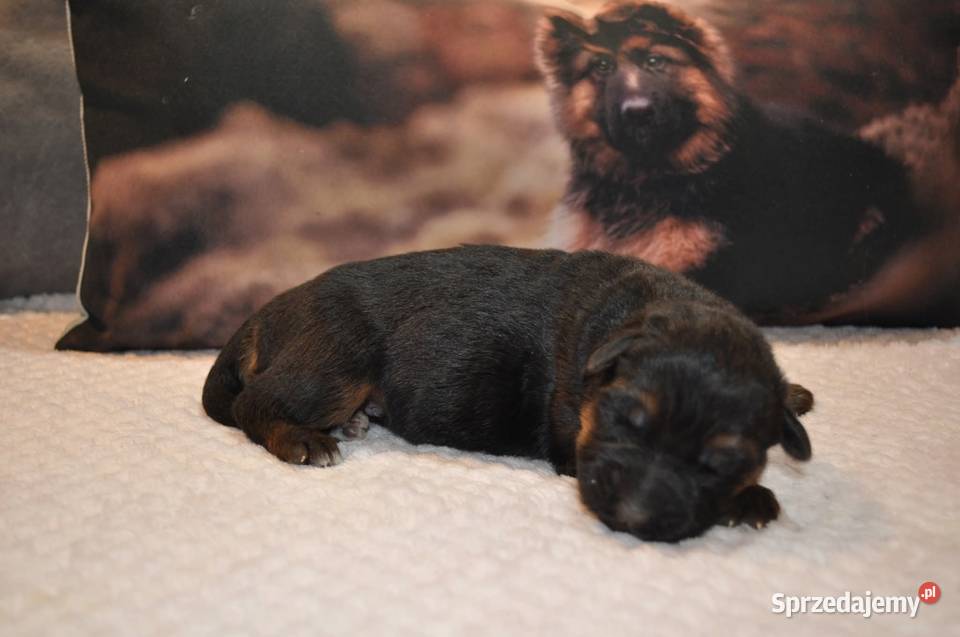 Owczarek Niemiecki Długowłosy szczenięta FCI Poniec