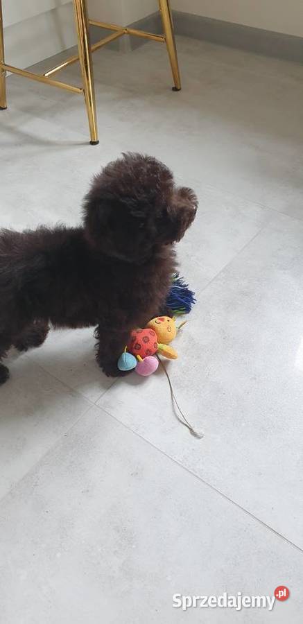 Pies pudel toy miniatura Szarlejka