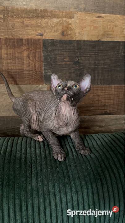 Kotka sfinks kanadyjski FPL legalna hodowla Opole