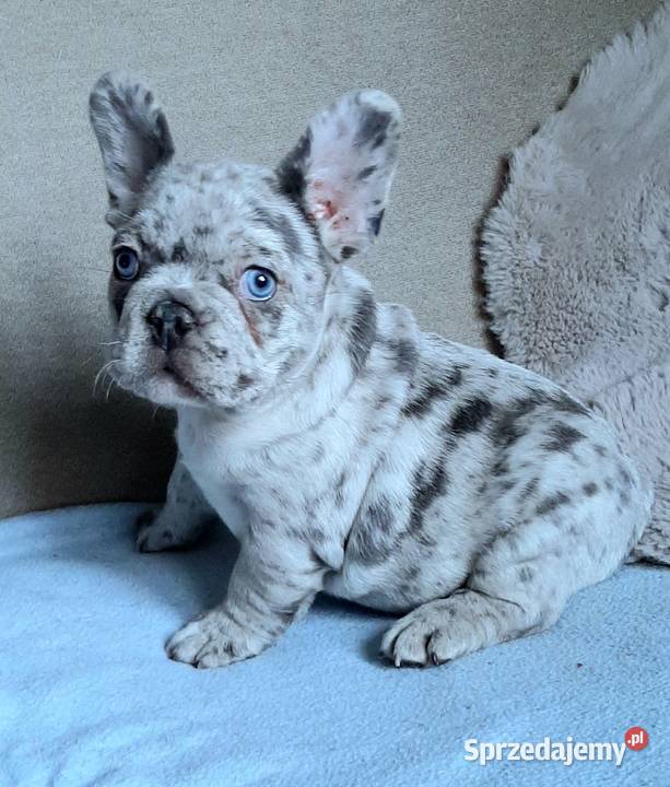 Buldogi francuskie szczenieta Pabianice