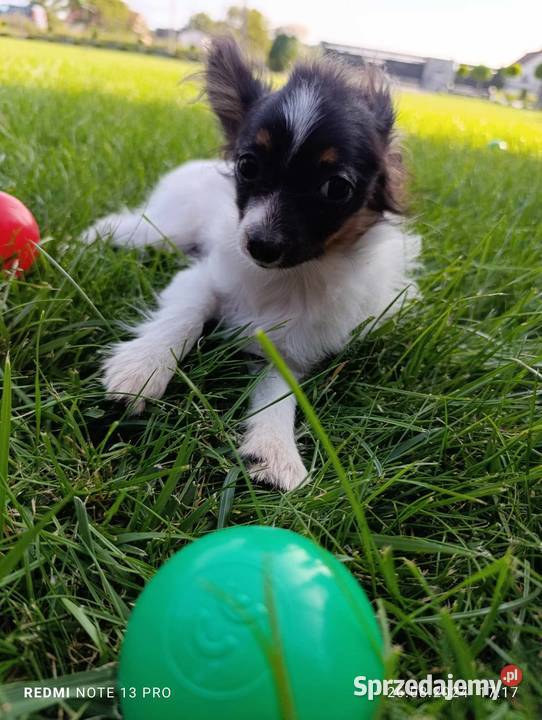 Papillon Spaniel Kontynentalny Pieski Szczaworyż