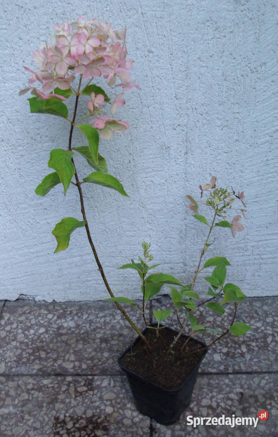 HORTENSJA GRANDIFLORA sadzonki w doniczkach kujawsko-pomorskie Ustronie