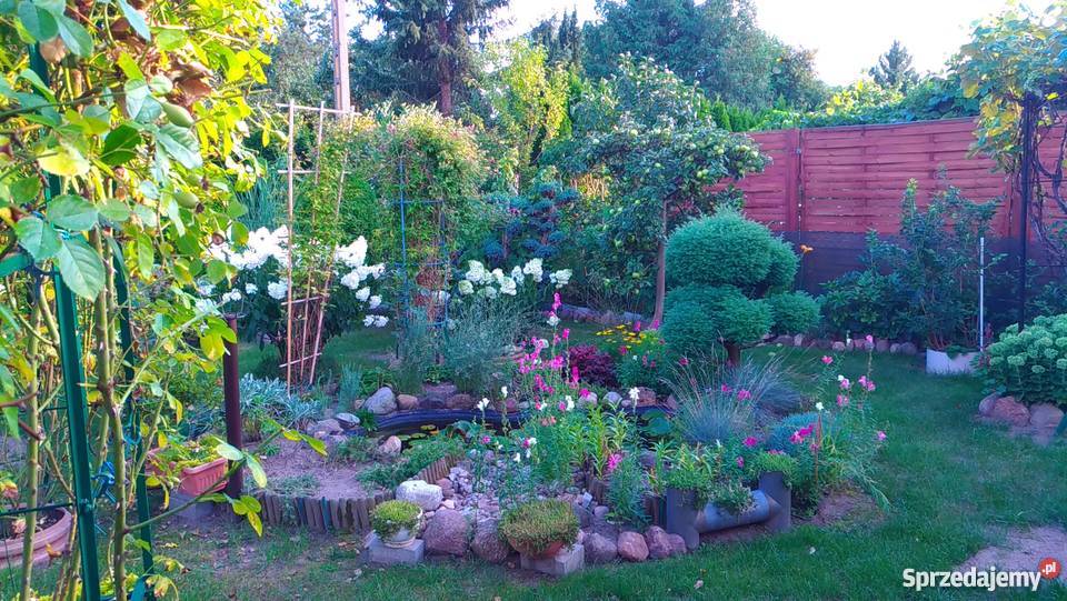 Piękna działka rekreacyjna ROD pod Grodziskiem siatka Grunty i działki