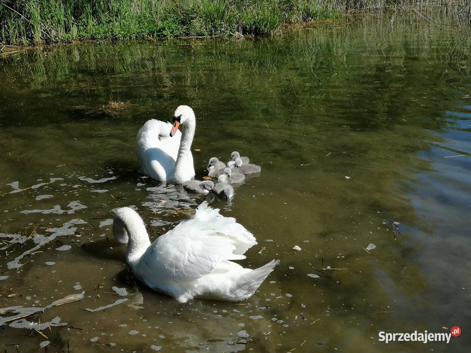 Domek Jagoda Mazury jeziorem Sasek Wielki nocleg