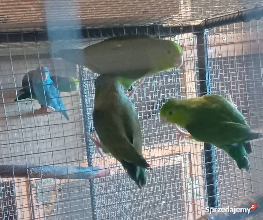 Wróbliczki zielone 2025 małopolskie Tarnowiec sprzedam