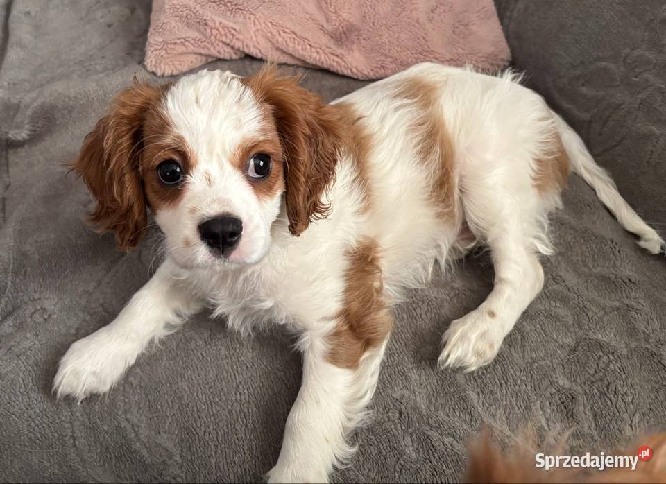 Cavalier King charles spaniel Mrocza