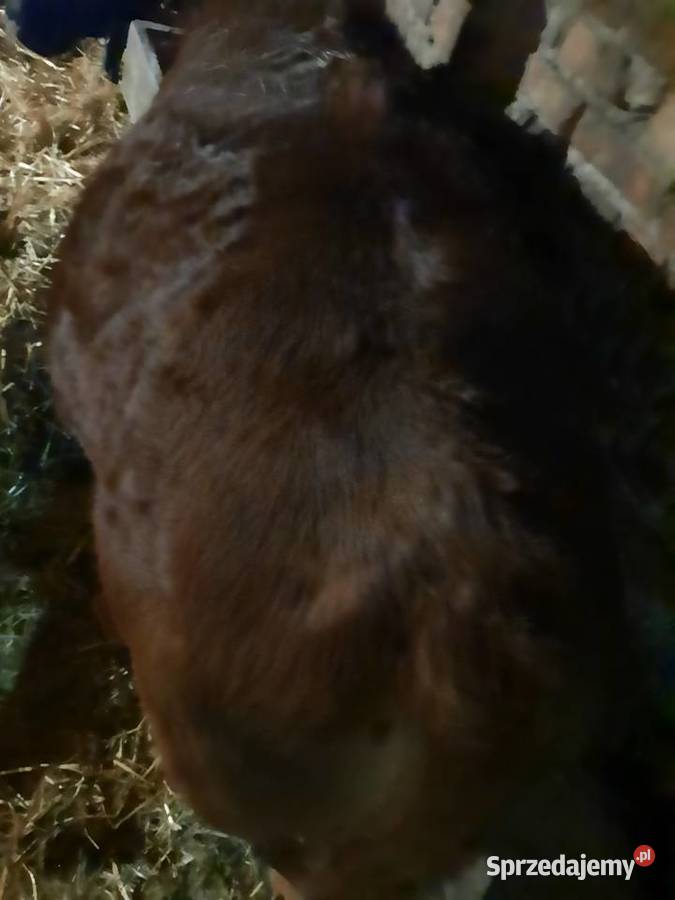 Sprzedam jałówkę mięsną lubelskie