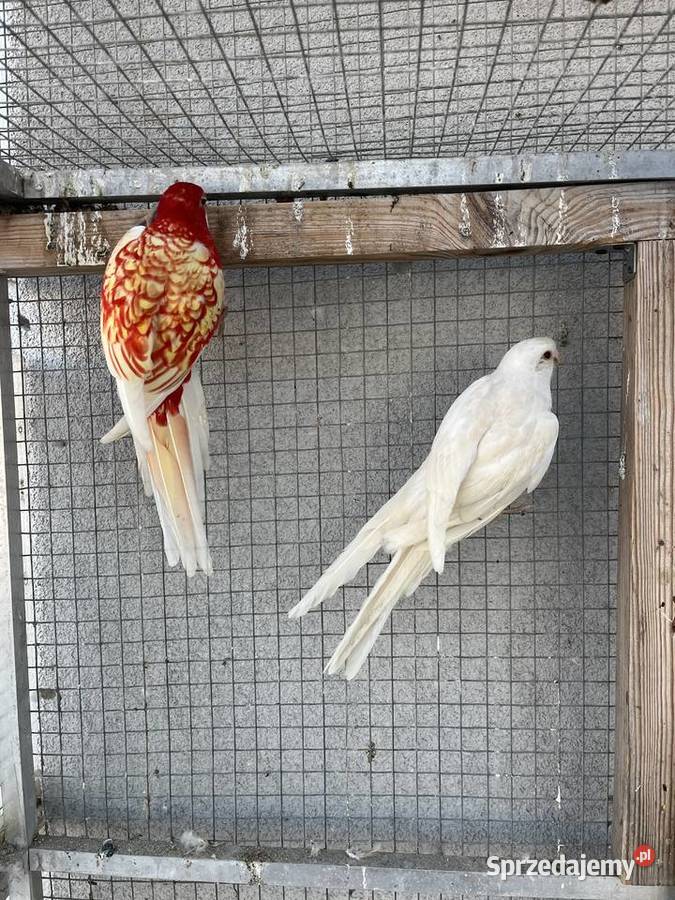 Rozelle królewskie 2025r Sośnicowice