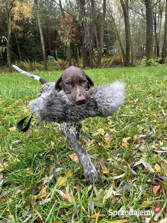 Wyżeł niemiecki krótkowłosy Łódź