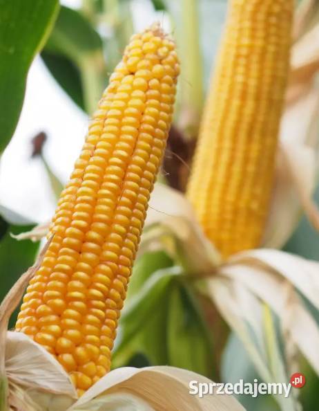 Nasiona kukurydzy SM Vistula FAO 220 Smolice Sieradz