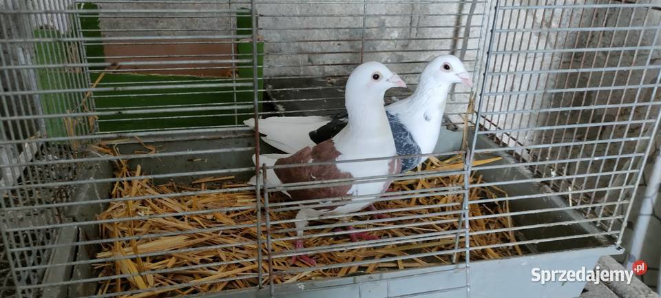 Samce slonskie tarczowe Tokarówka